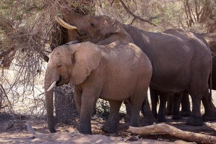Elephants