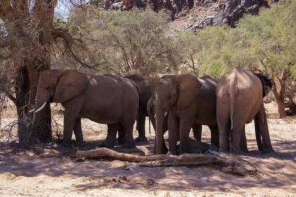 Elephants