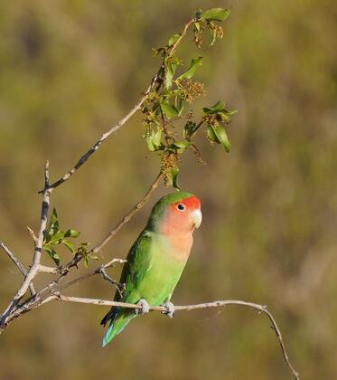 Rosy-faced Lovebird