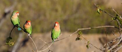 Rosy-faced Lovebird