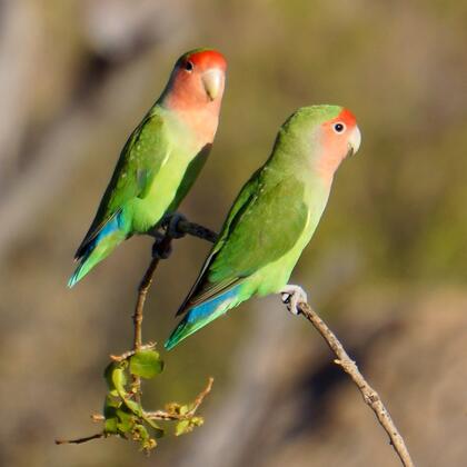 Rosy-faced Lovebird