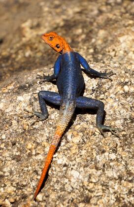 Rainbow lizard