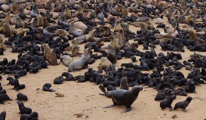 Fur seals
