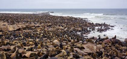 Fur seals