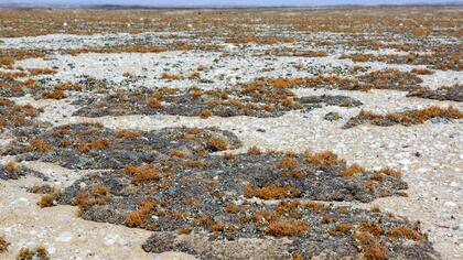 Lichen field