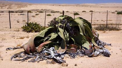 Welwitschia