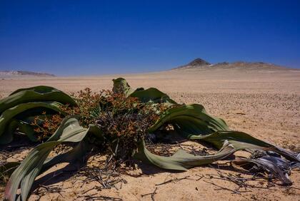 Welwitschia