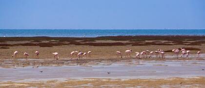 Flamingos