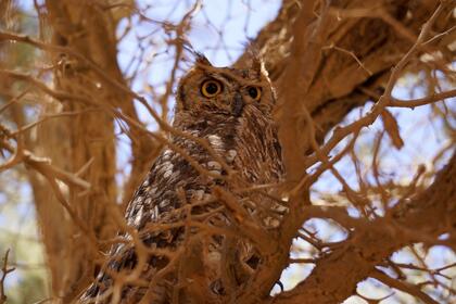 Spotted Eagle-Owl