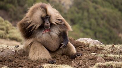 Gelada baboon