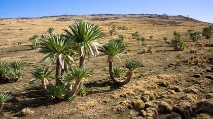Lobelia