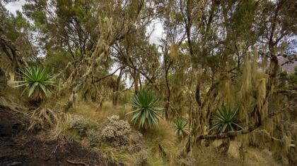 Simien mountains