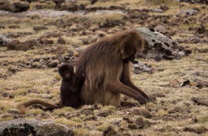 Gelada baboon