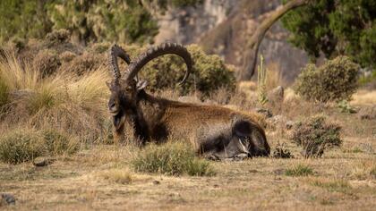Walia Ibex