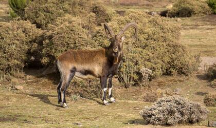 Walia Ibex