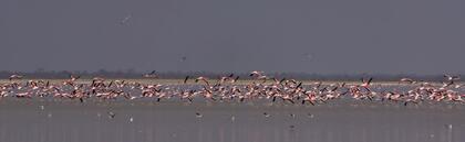 Flamingos