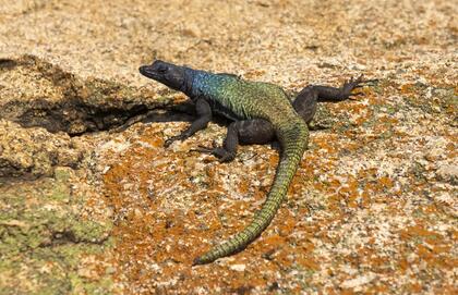 Lizard