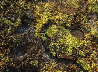 Lichen