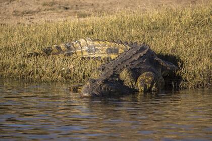 Croc