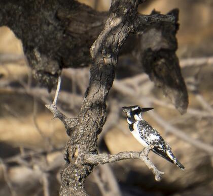 Pied kingfisher