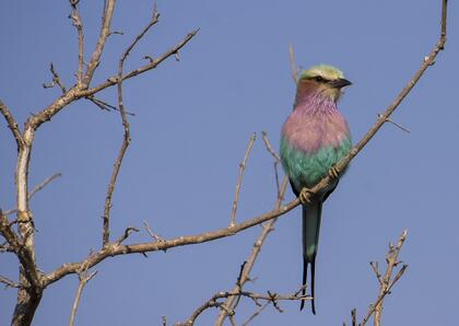 Lilac-breasted roller
