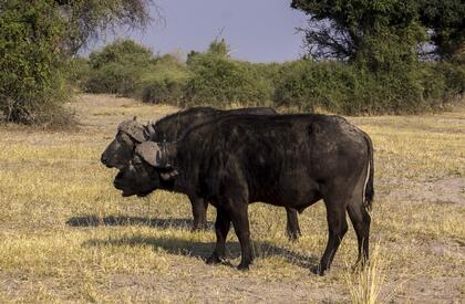 Buffalo