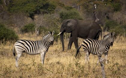 Zebra