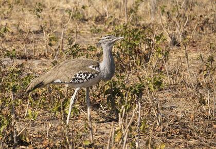 Kori bustard