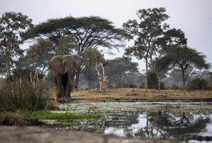Elephant