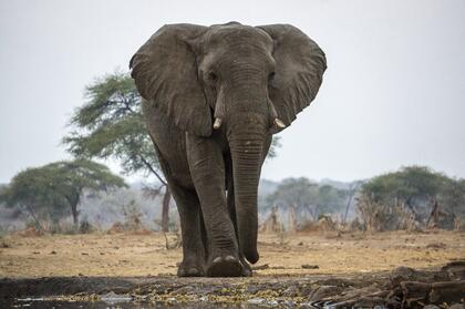 Elephant