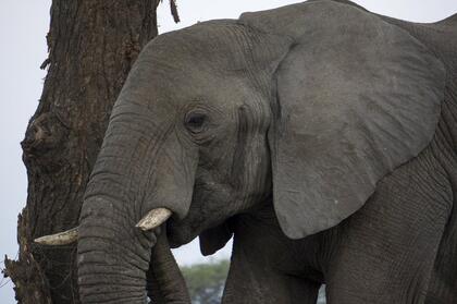 Elephant
