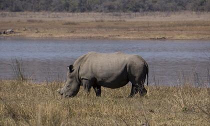 Rhino