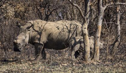 Rhino