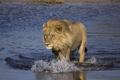 Lion