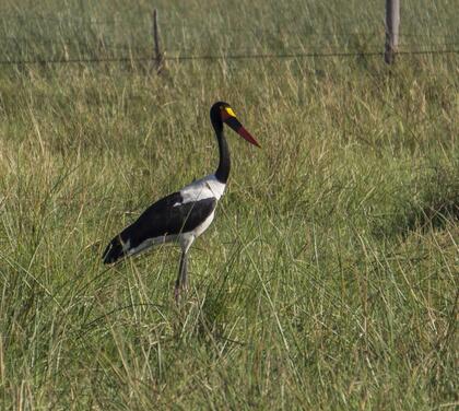 Saddled-billed stork