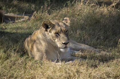 Lion