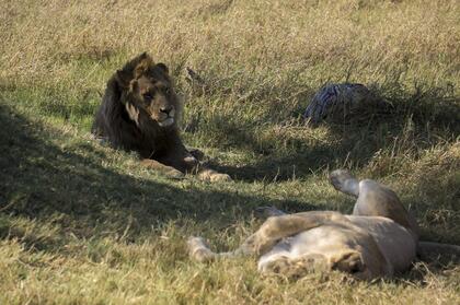 Lion