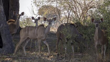 Kudu