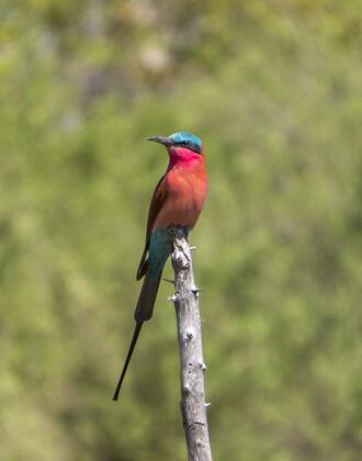 Southern carmine bee-eater