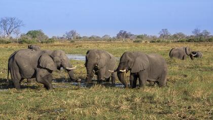 Elephants