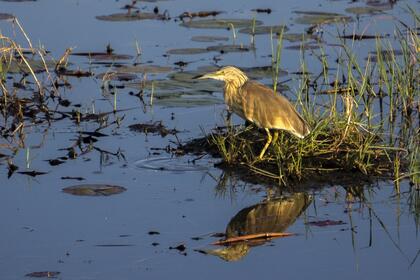 Squacco heron