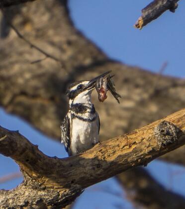 Pied kingfisher