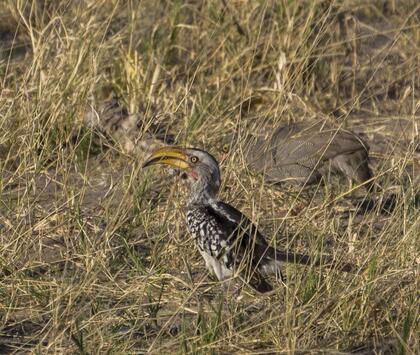 Southern yellow-billed hornbill