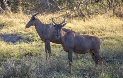 Tsessebe