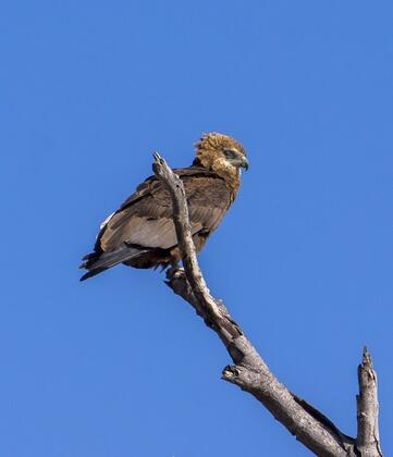 Eagle