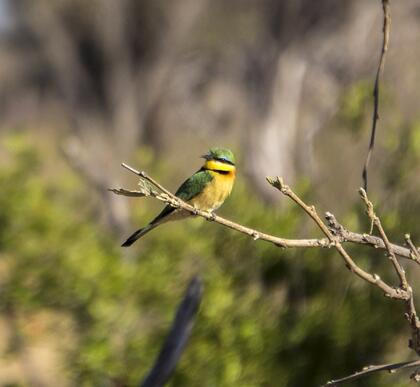 Little bee-eater