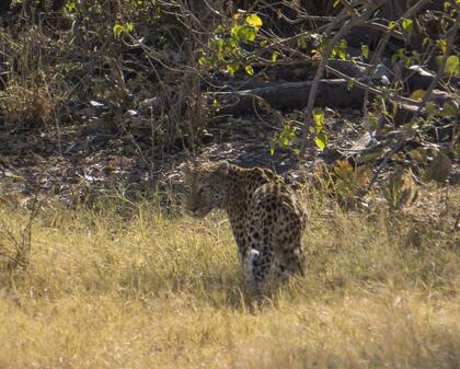 Leopard