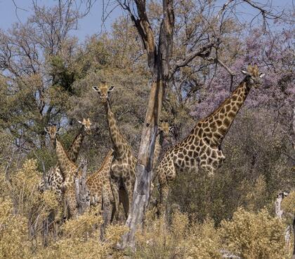Giraffes