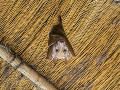 Fruit bat