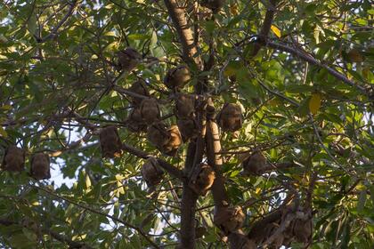 Fruit bats